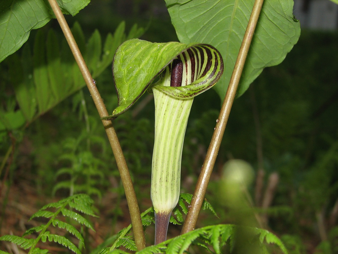 jack in the pulpit spring nature free photo