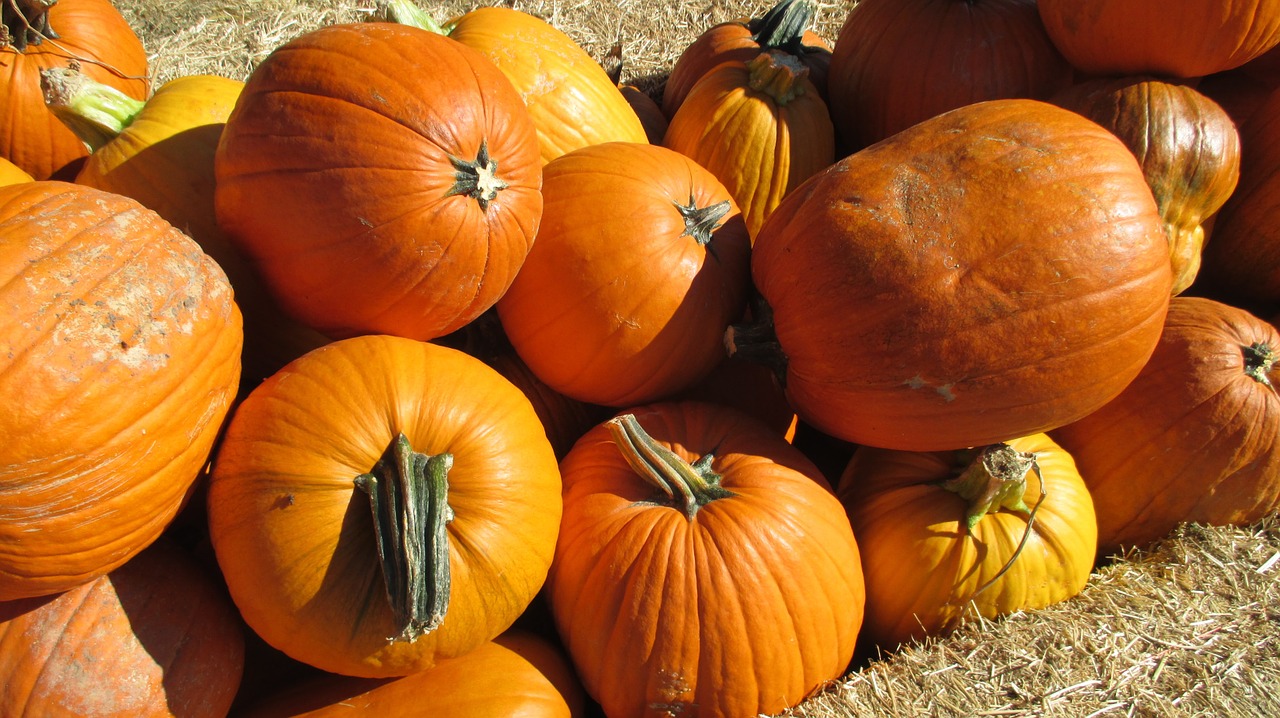 pumpkin patch vegetable free photo