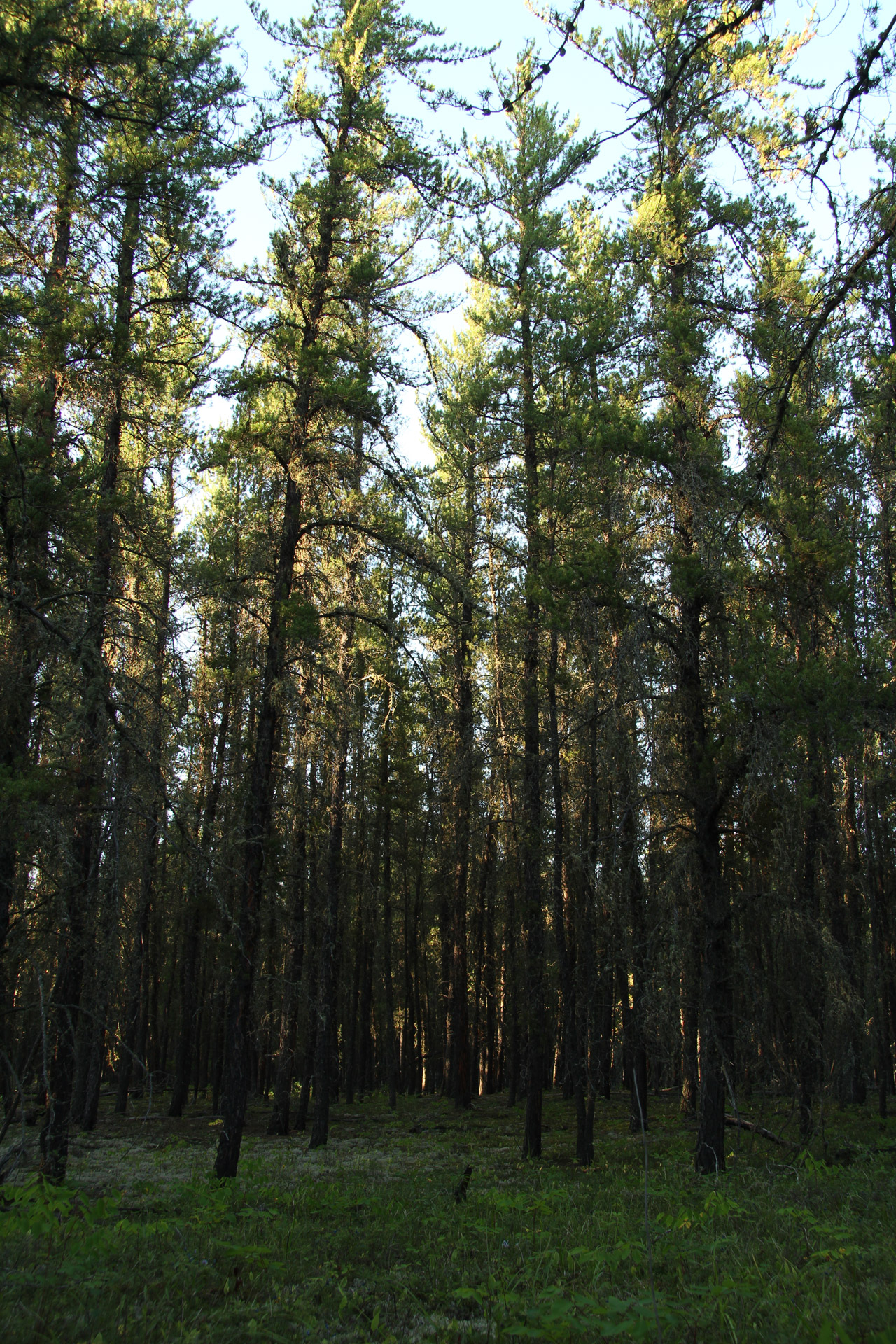jack pine forest free photo