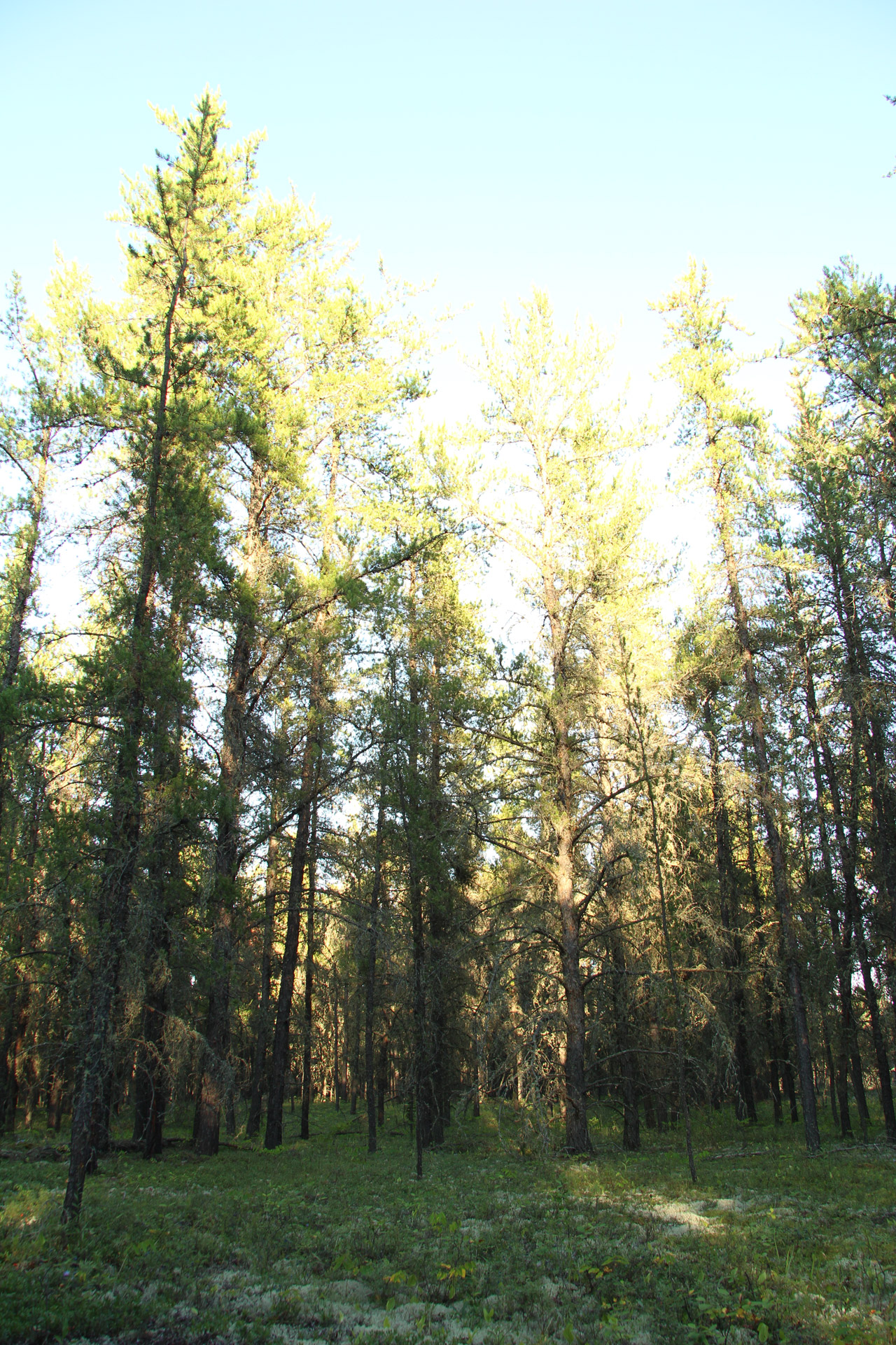 jack pine forest free photo