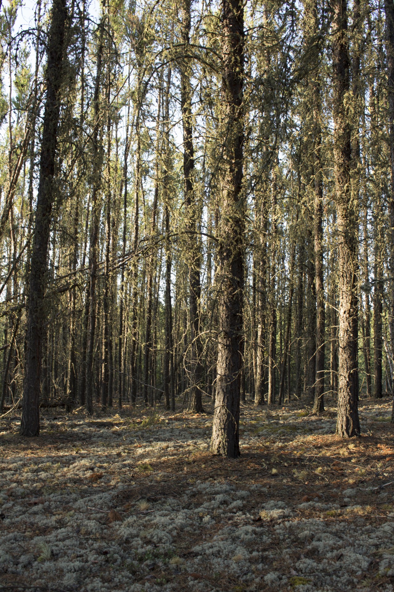 jack pine tree free photo