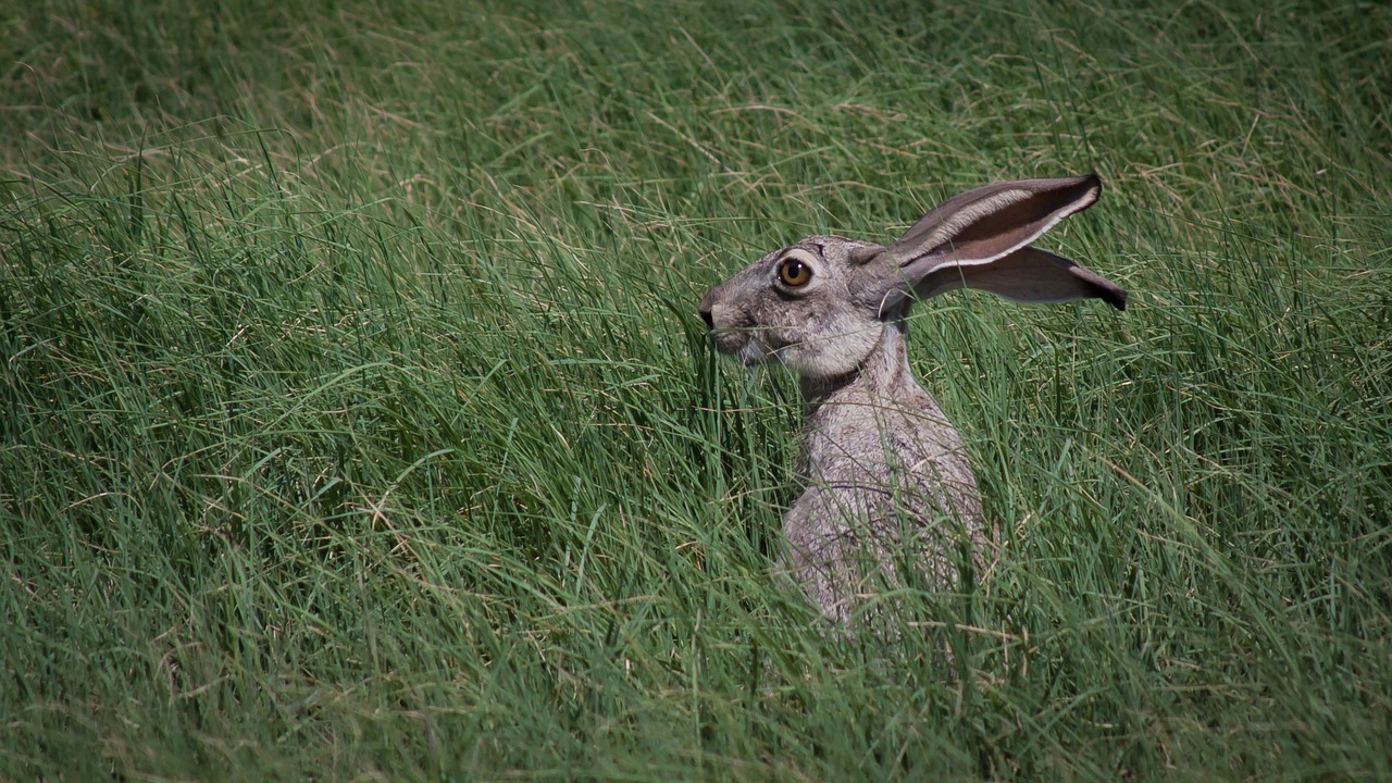 jack rabbit wildlife grass free photo