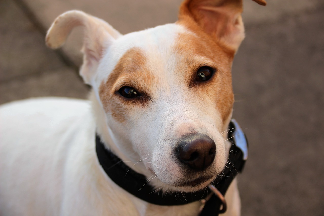 jack russel terrier dog free photo