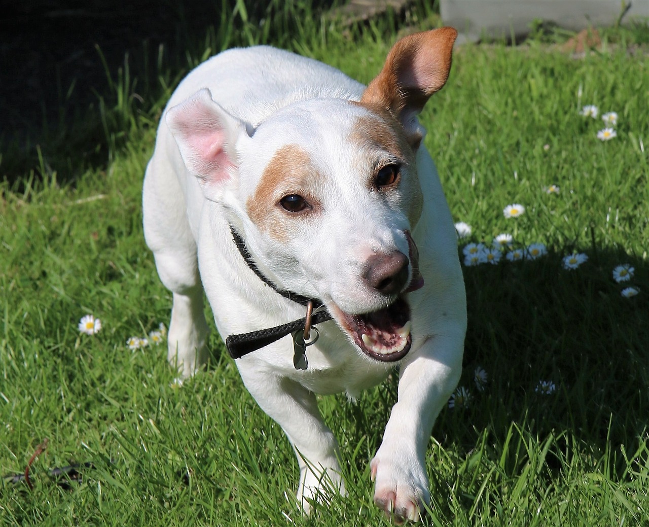 jack russel terrier dog free photo