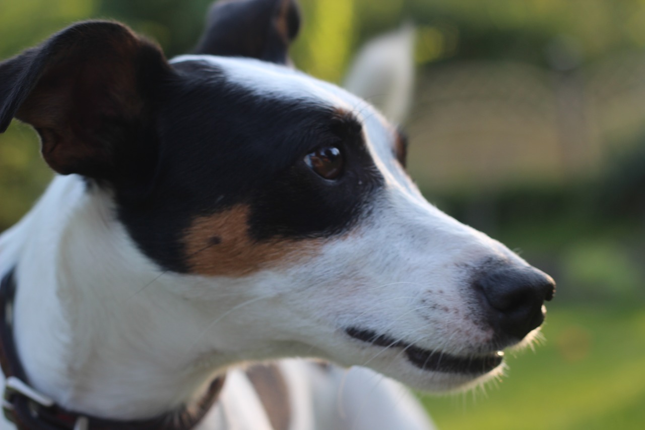jack russel animal portrait terrier free photo