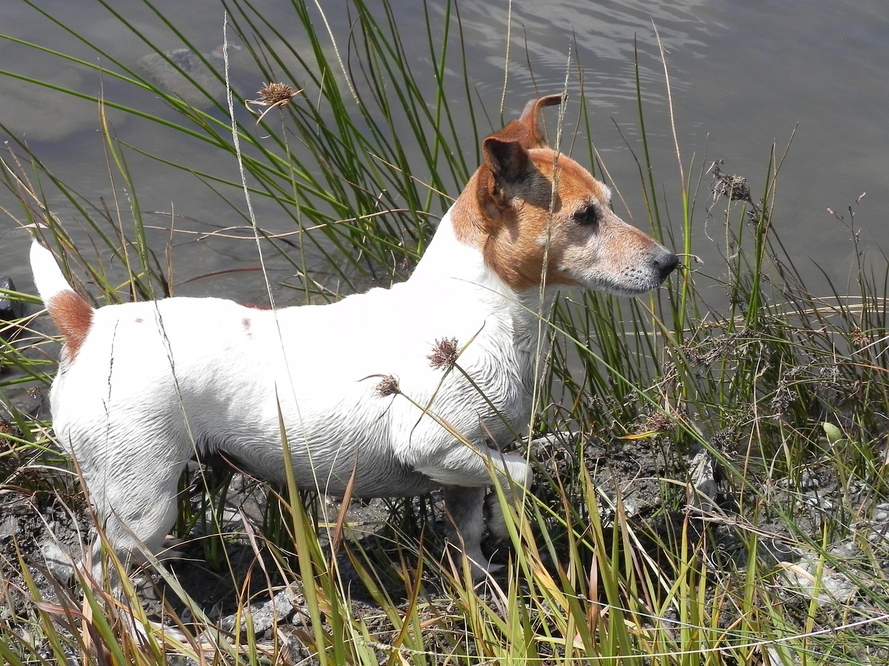 jack russel dog water free photo