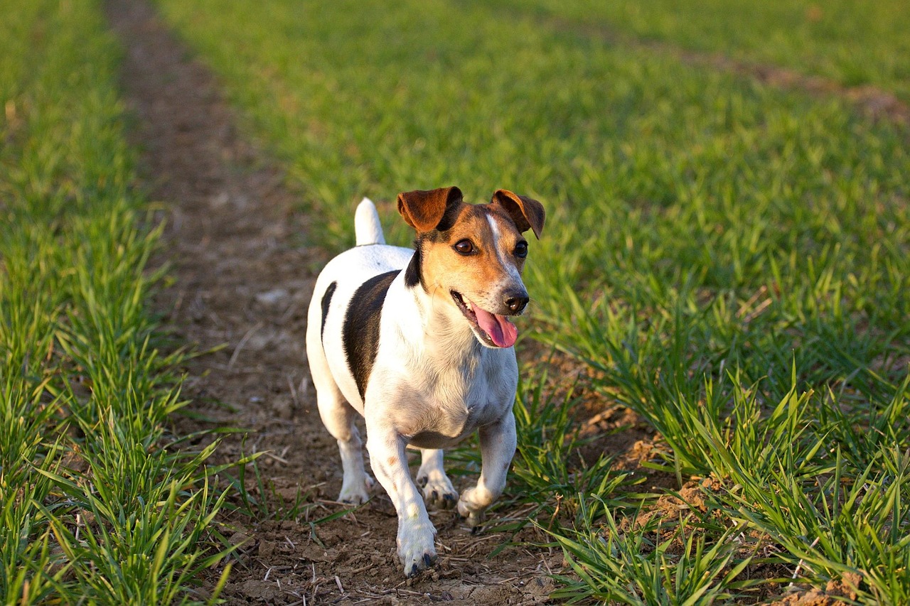 jack russel dog outdoor dog free photo