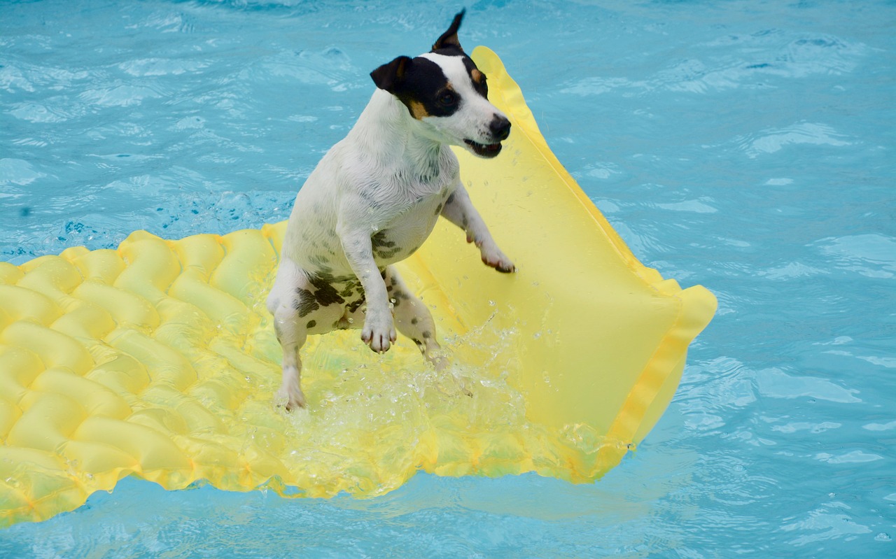 jack russel  swimming pool  dog free photo