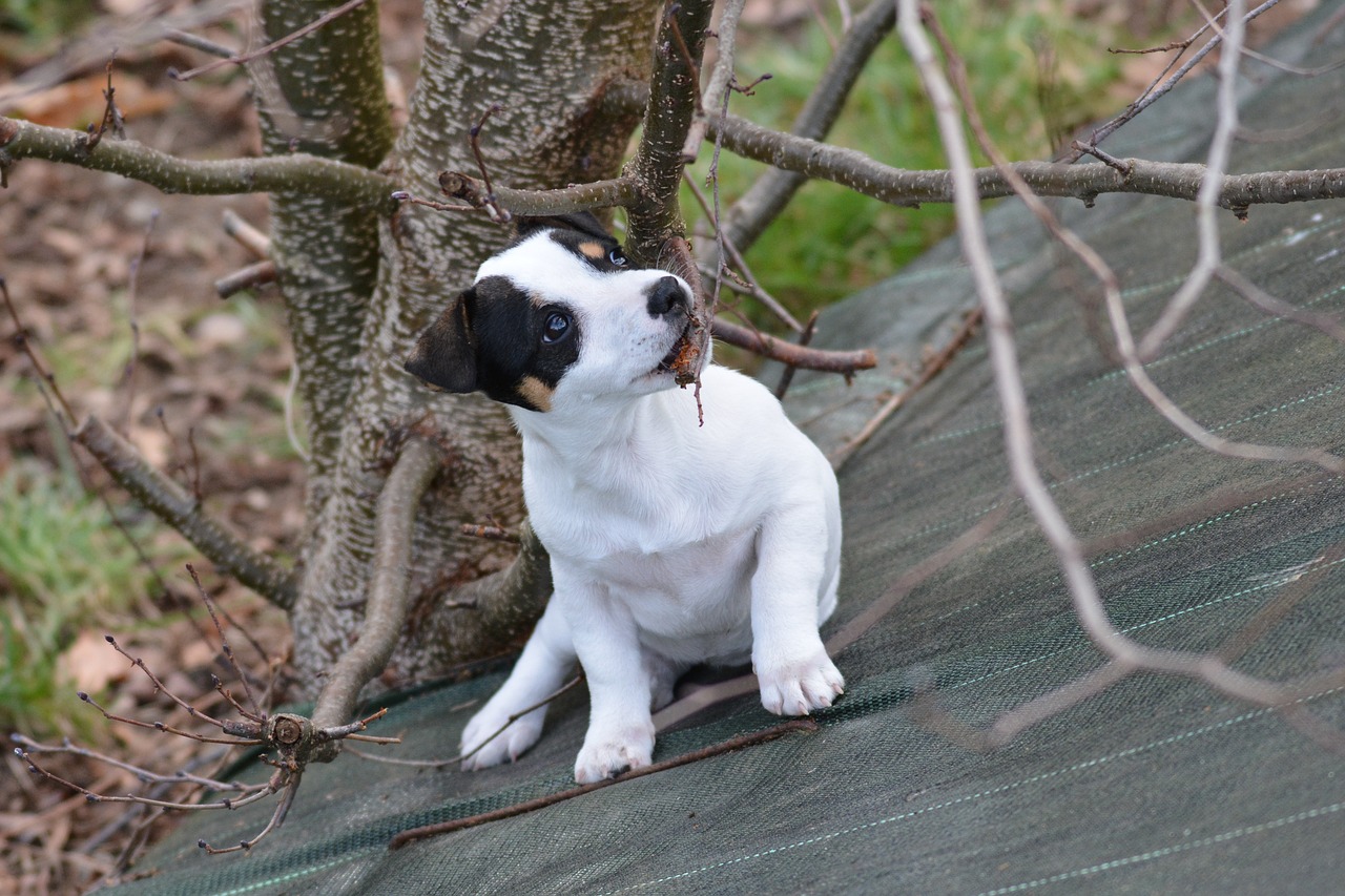 jack russel  puppy  cute free photo