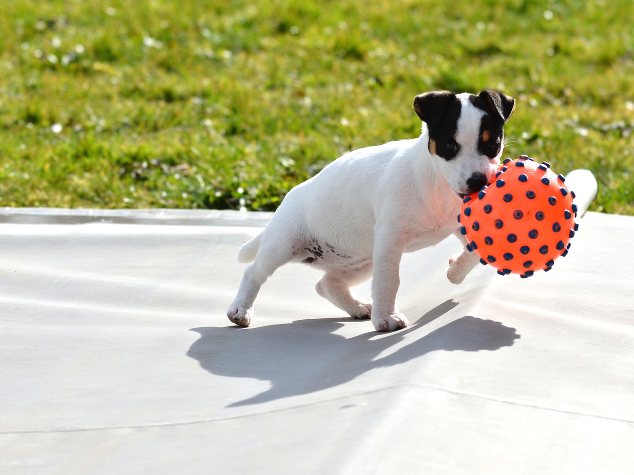 jack russel  puppy  ball free photo