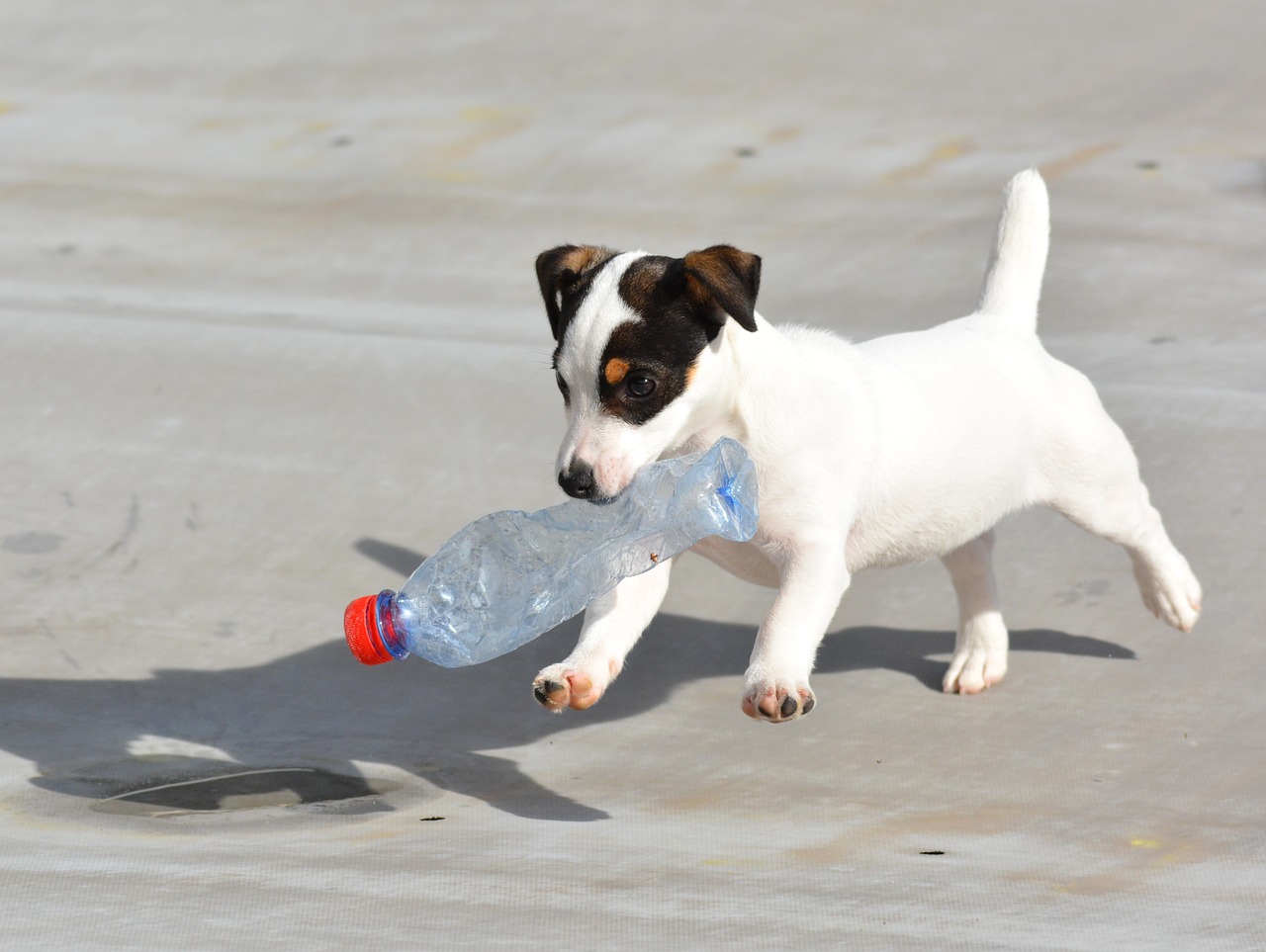 jack russel  puppy  play free photo