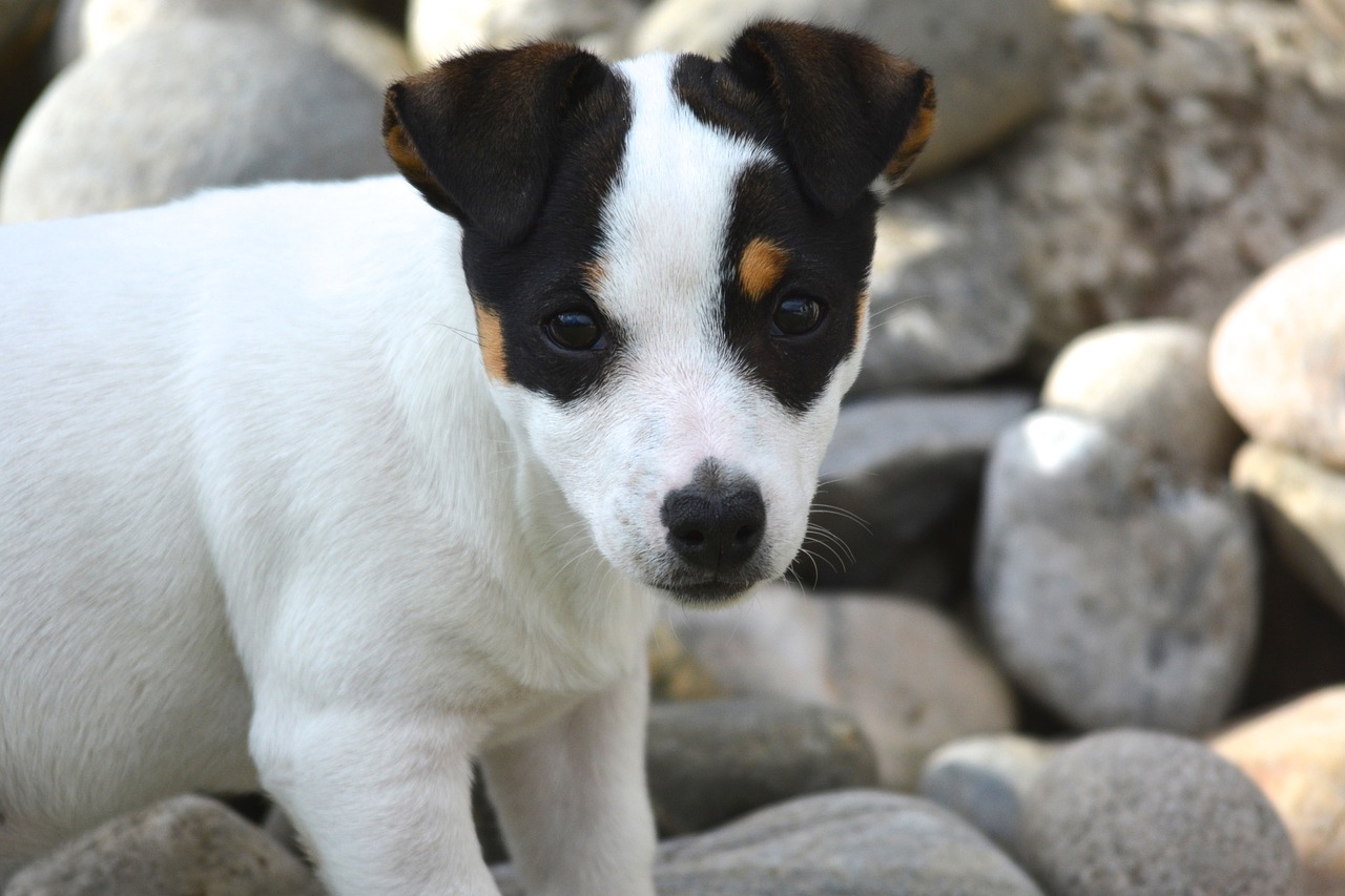 jack russel  puppy  portrait free photo