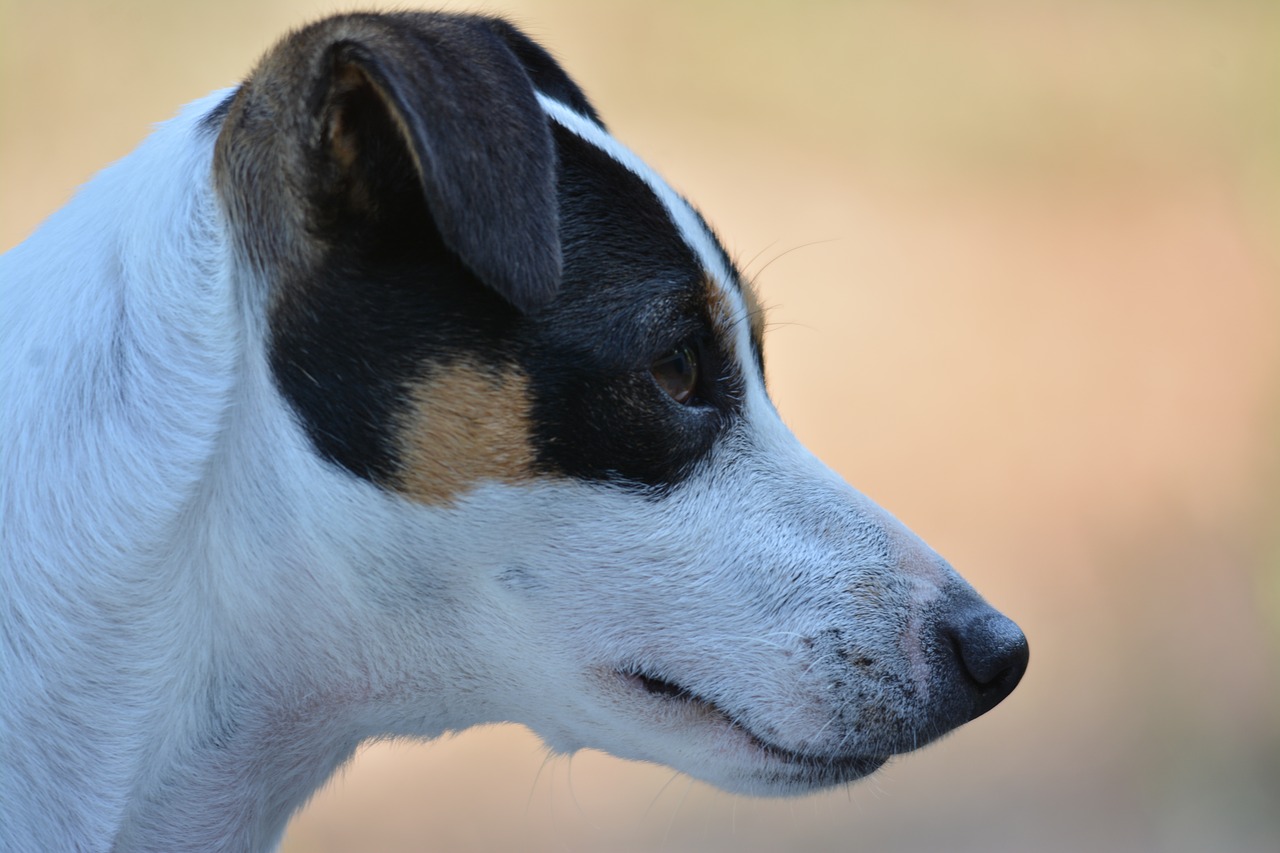 jack russel  dog  terrier free photo