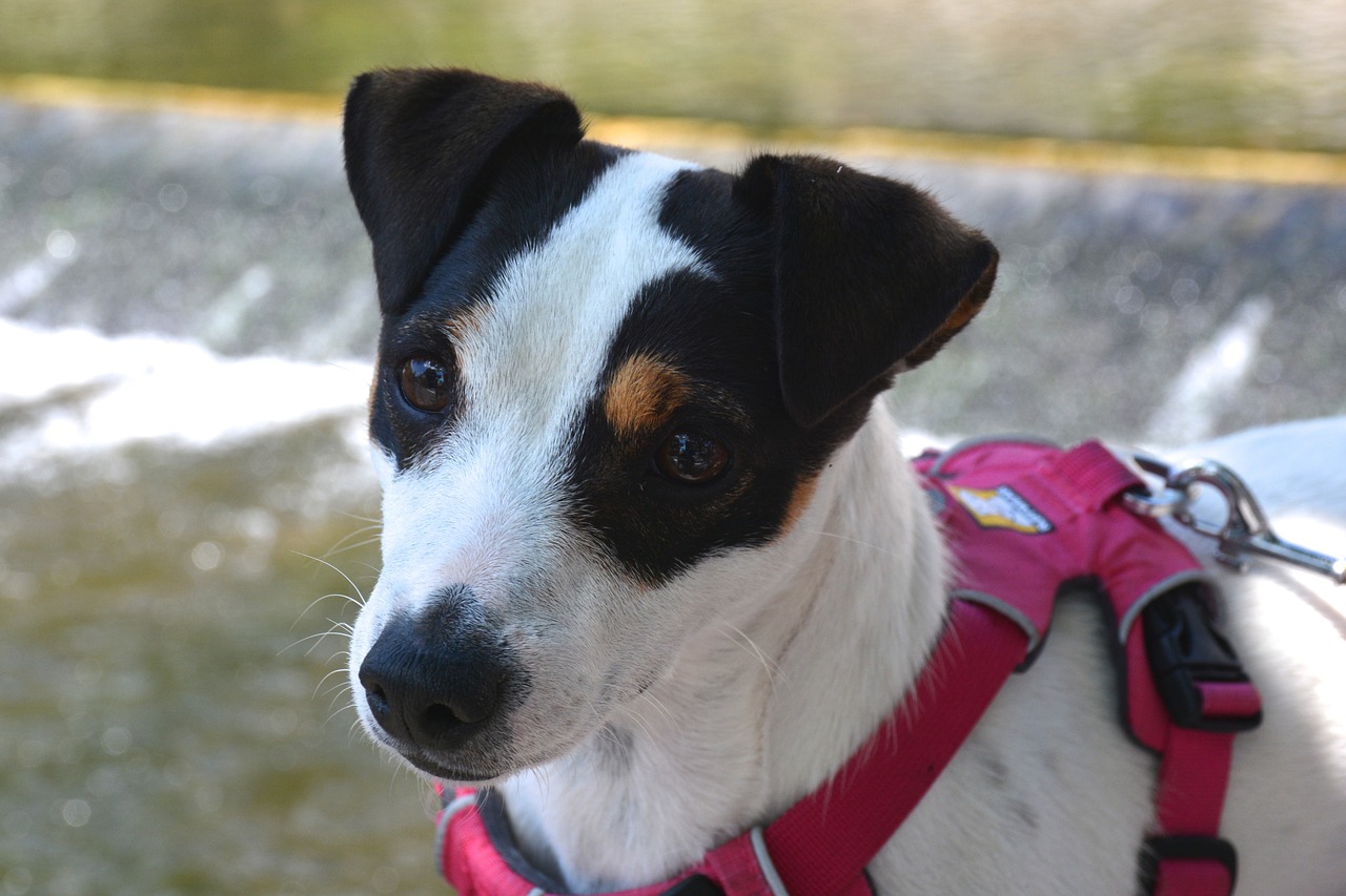 jack russel  dog  harness free photo