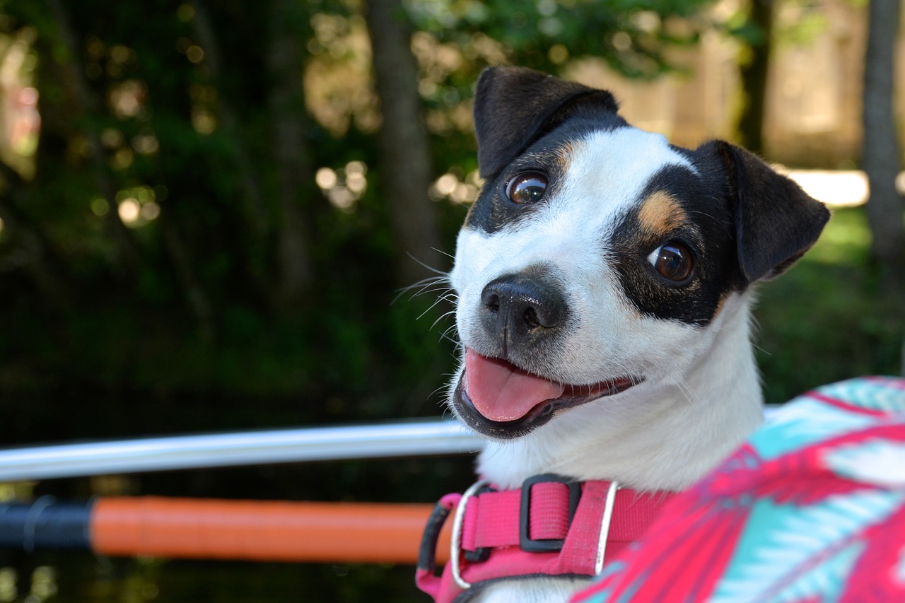 jack russel  dog  smile free photo