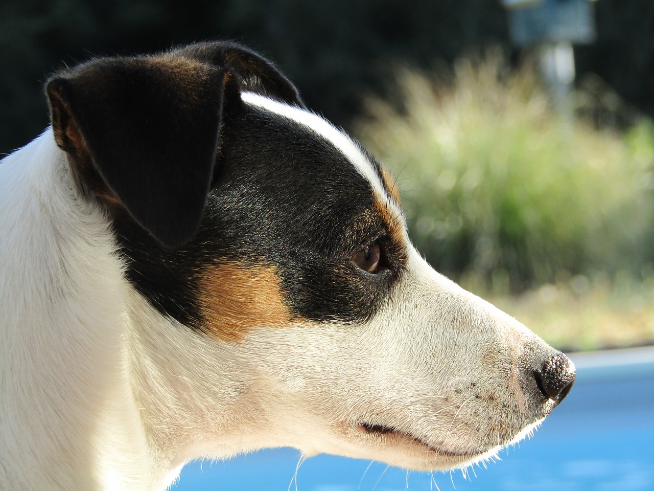 jack russel  dog  animals free photo