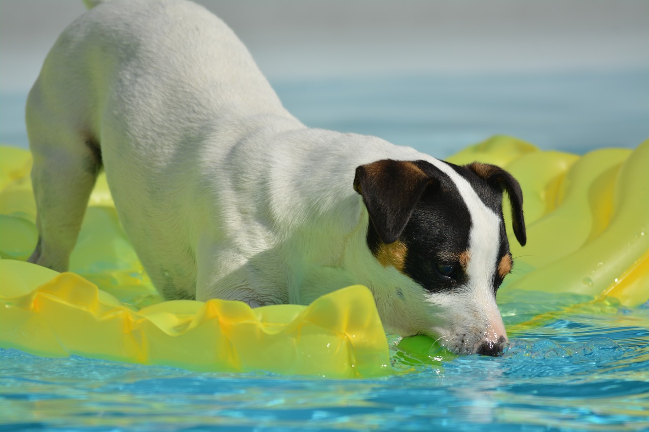 jack russel  dog  animals free photo