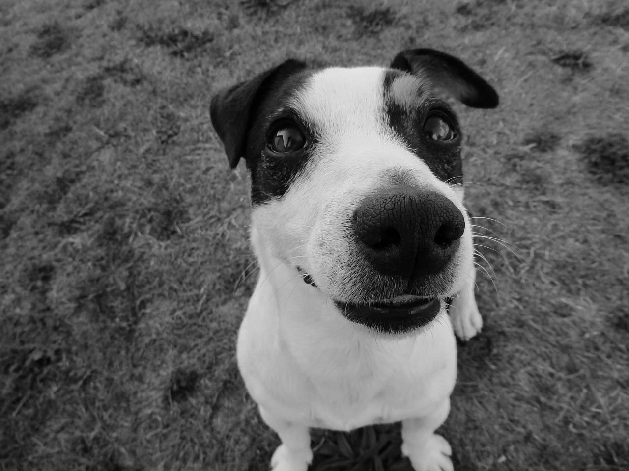 jack russel  black and white  smile free photo