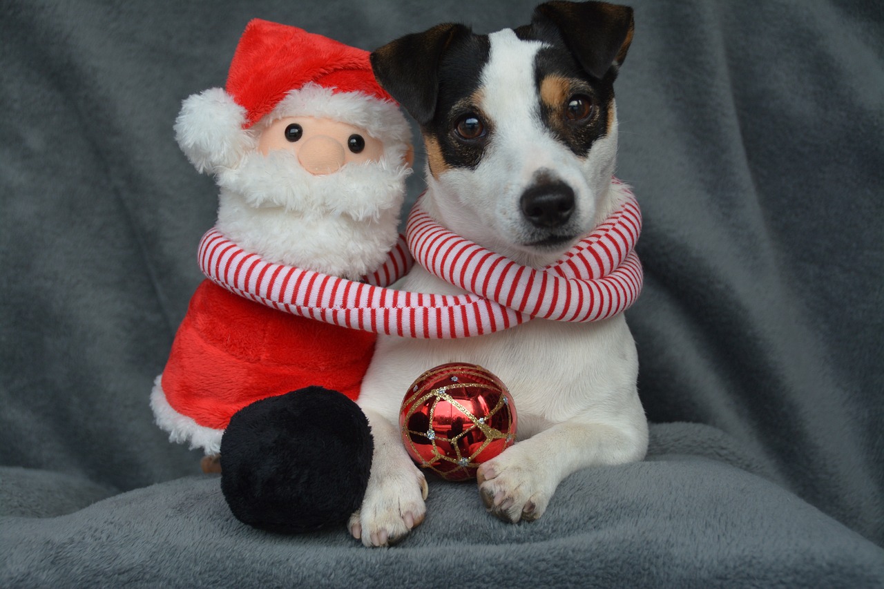 jack russel  christmas  st nicholas free photo