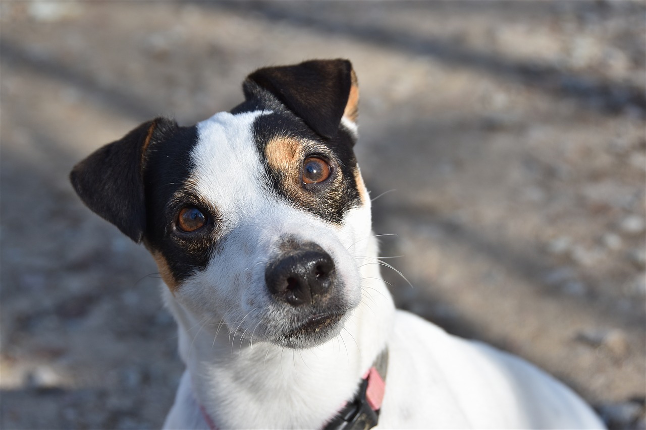 jack russel  dog  cute free photo