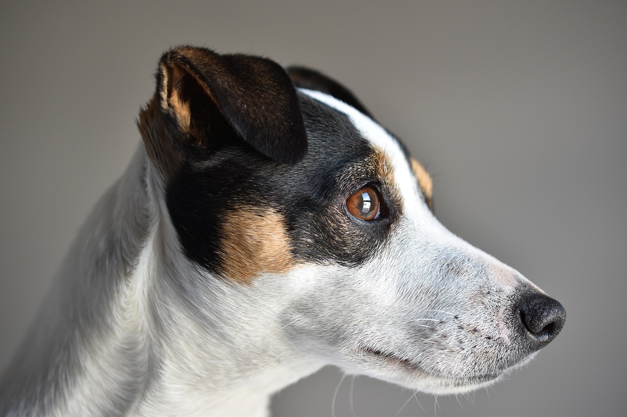 jack russel  dog  cute free photo