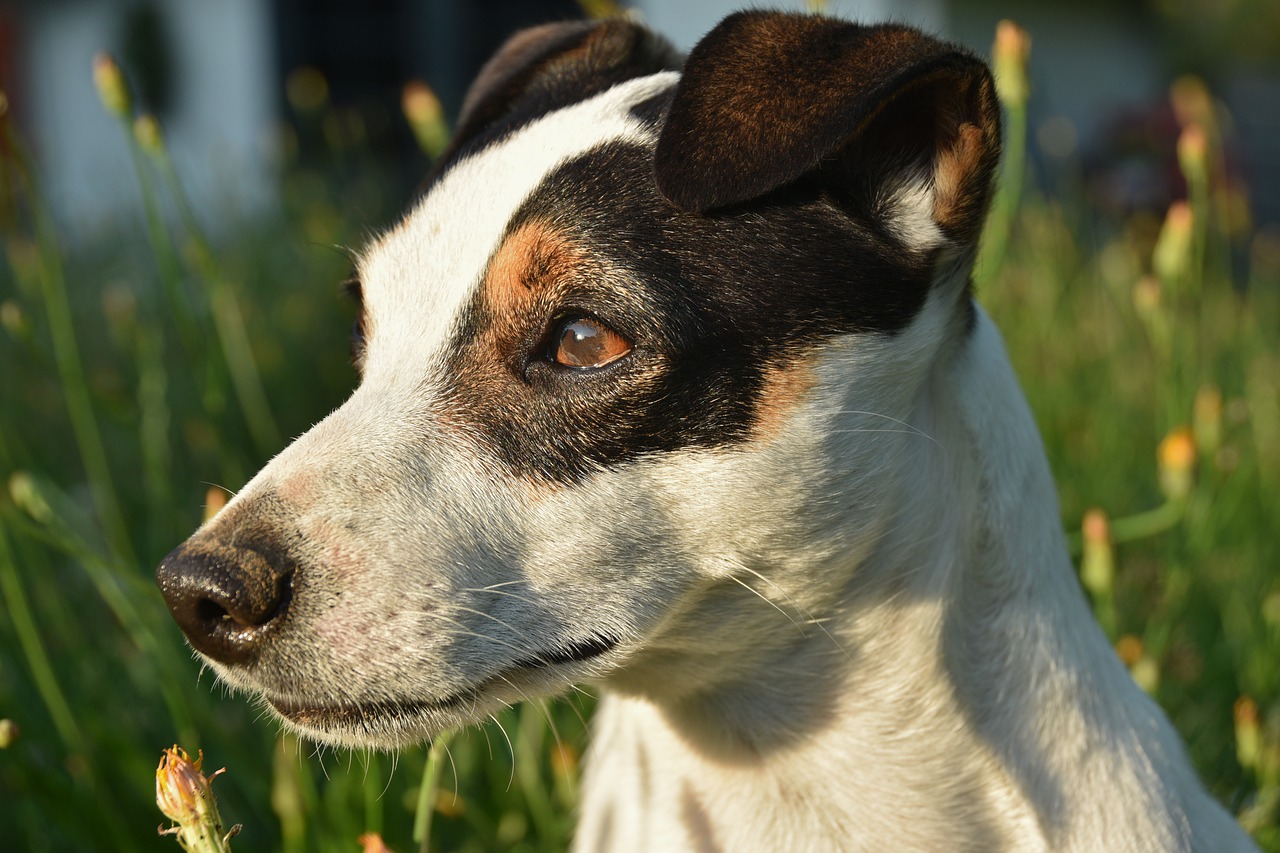 jack russel  dog  terrier free photo