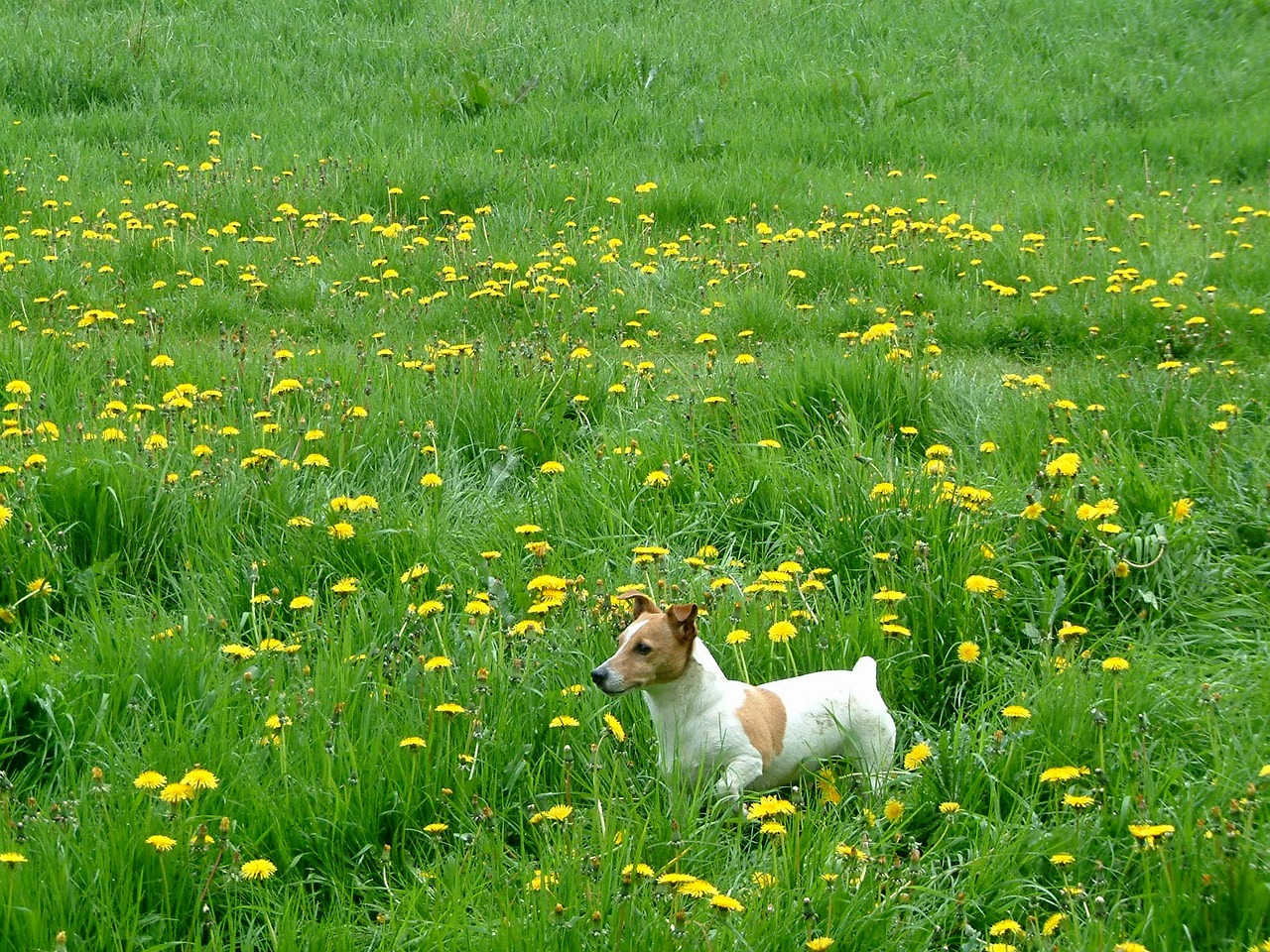 jack russel grass almere free photo