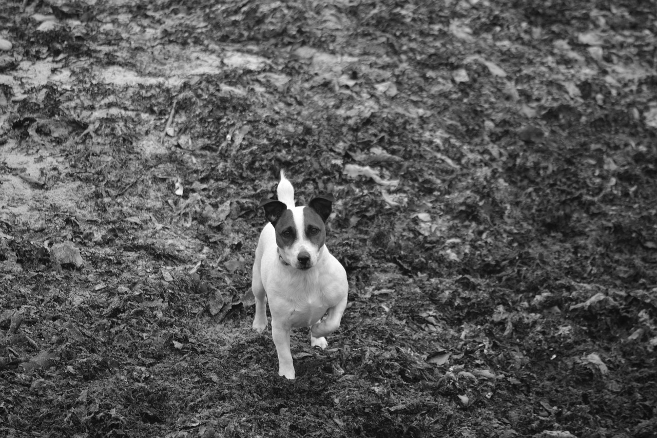 jack russel dog terrier free photo
