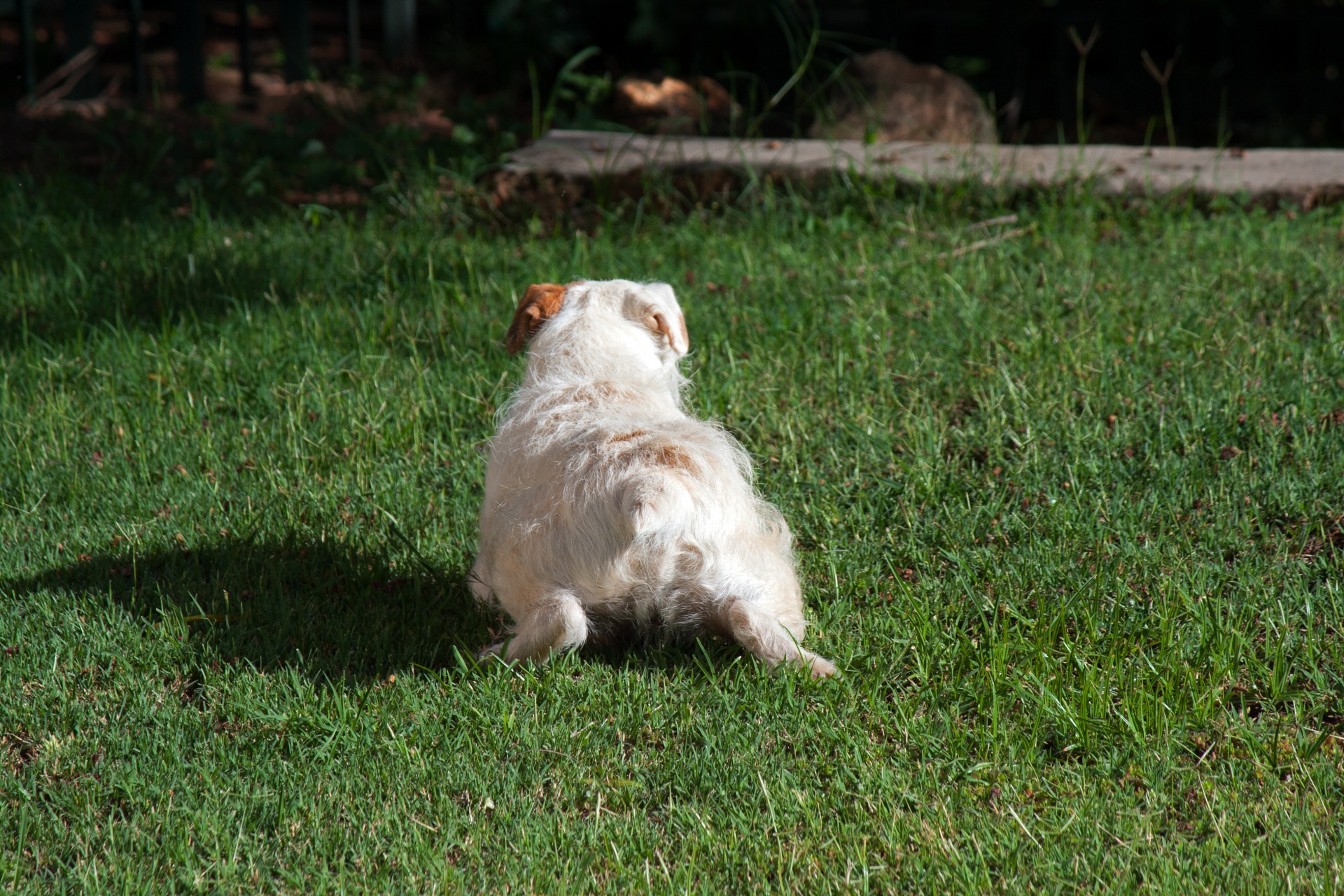 dog white terrier free photo