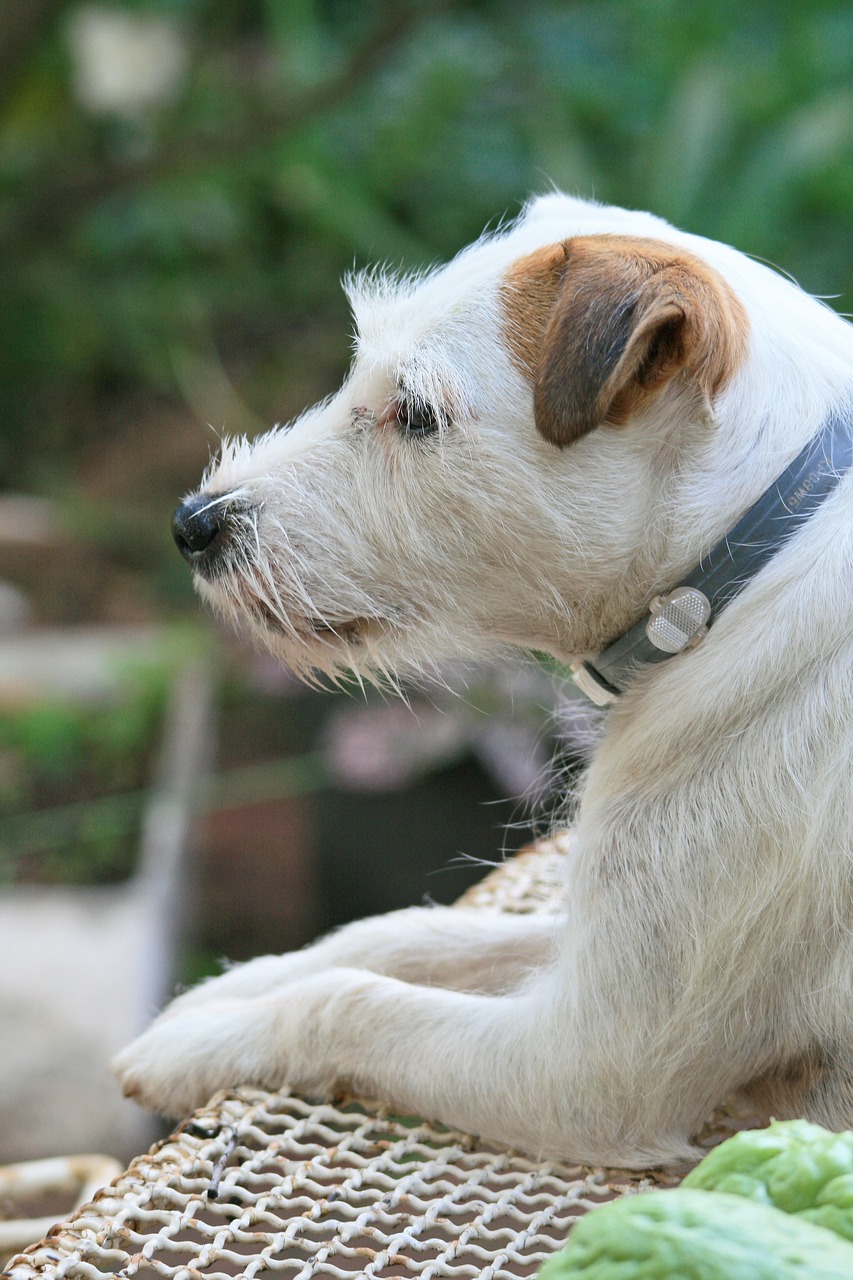 jack russel dog dog canine free photo