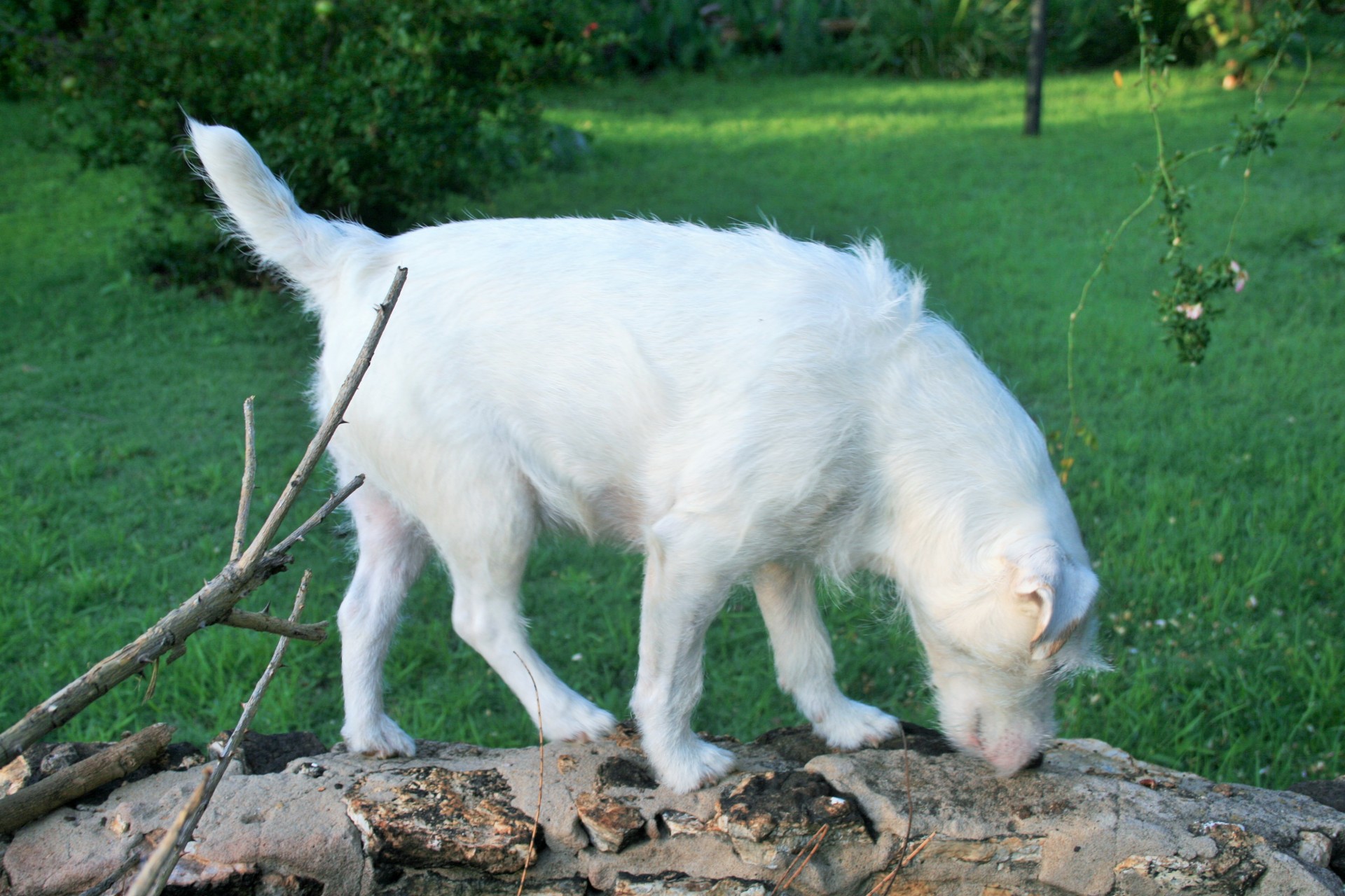dog white hairy free photo