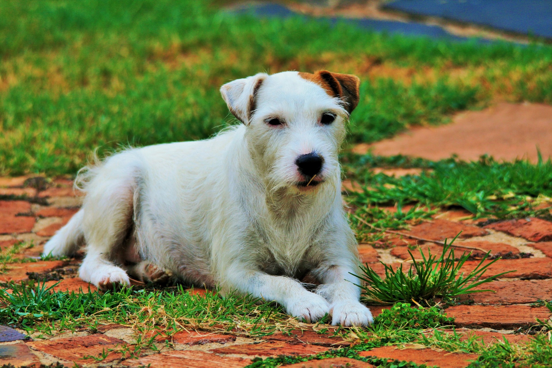 dog white parson's jack russell free photo
