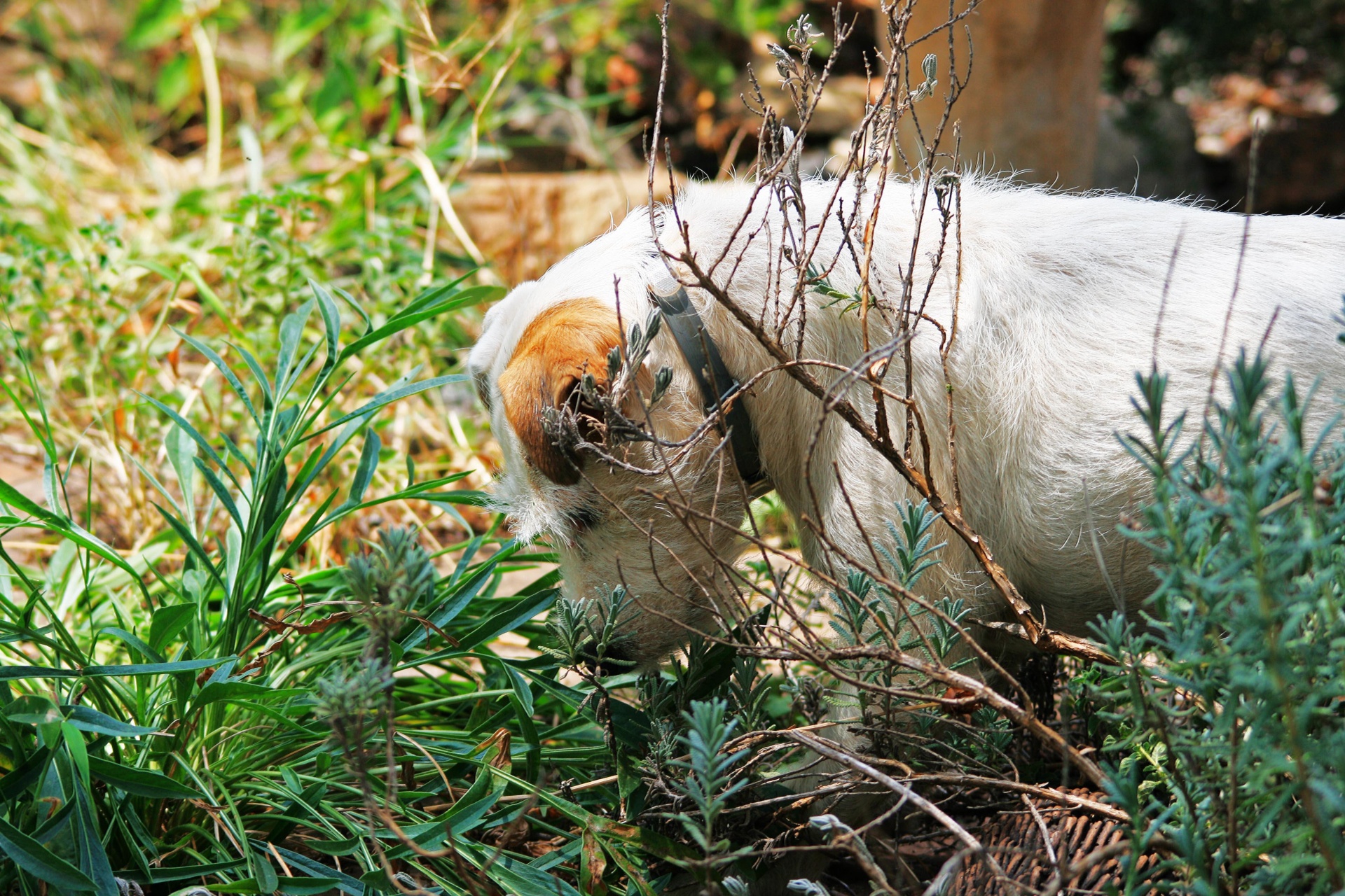 dog white garden free photo