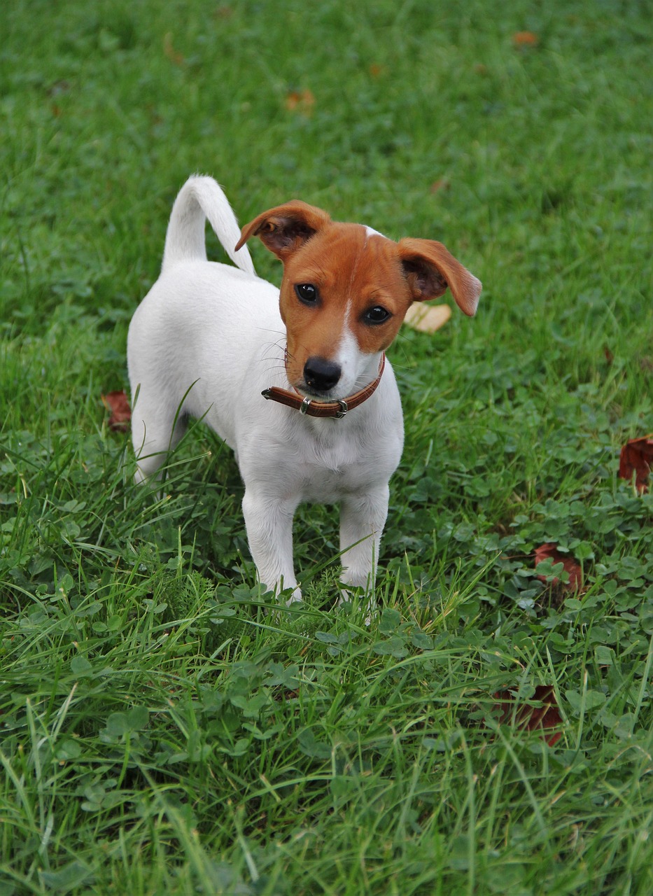 jack-russel puppy dog puppy quite young free photo