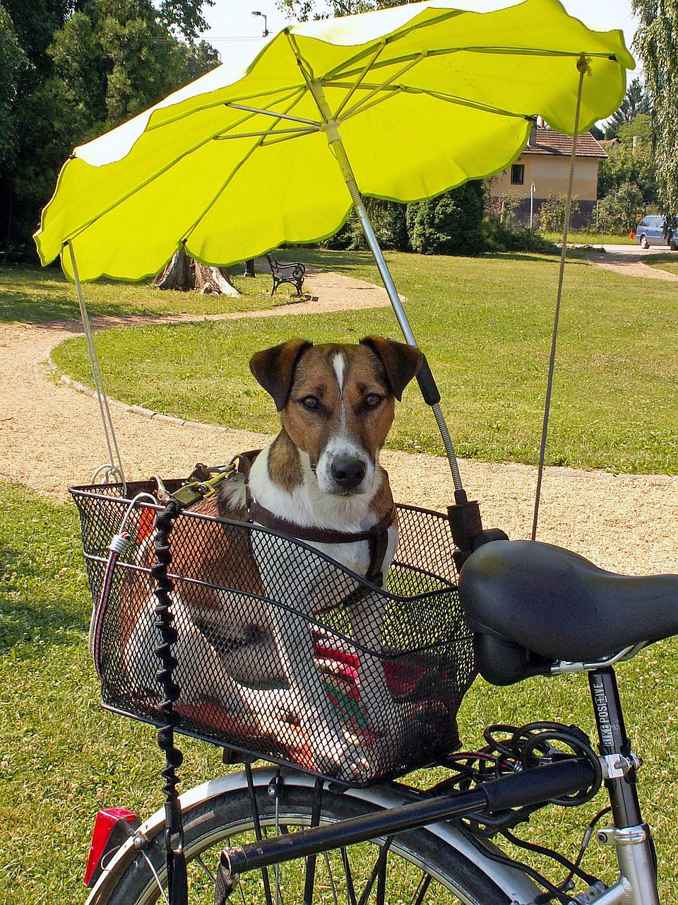 Rear Bicycle Basket For Dogs Bicycle Post