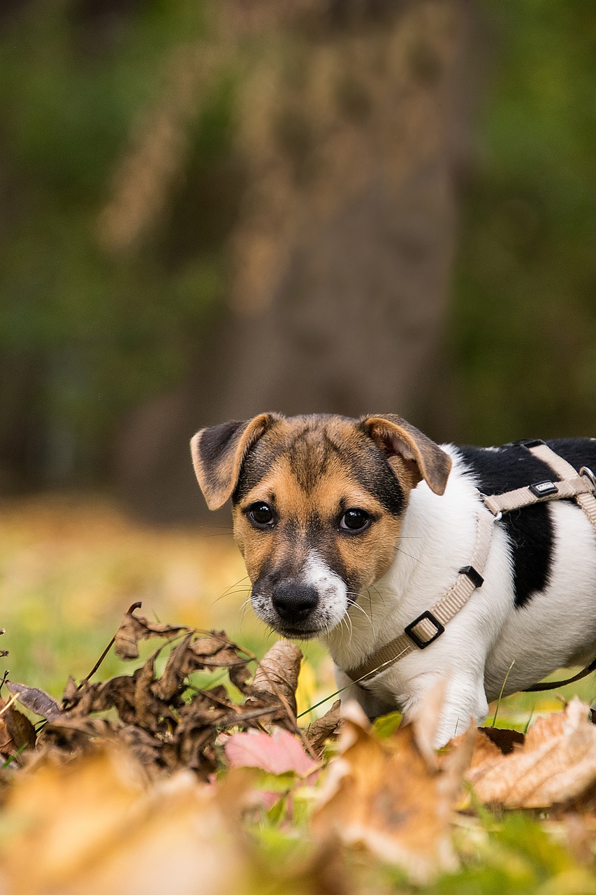 jack russel terrier  puppy  small free photo