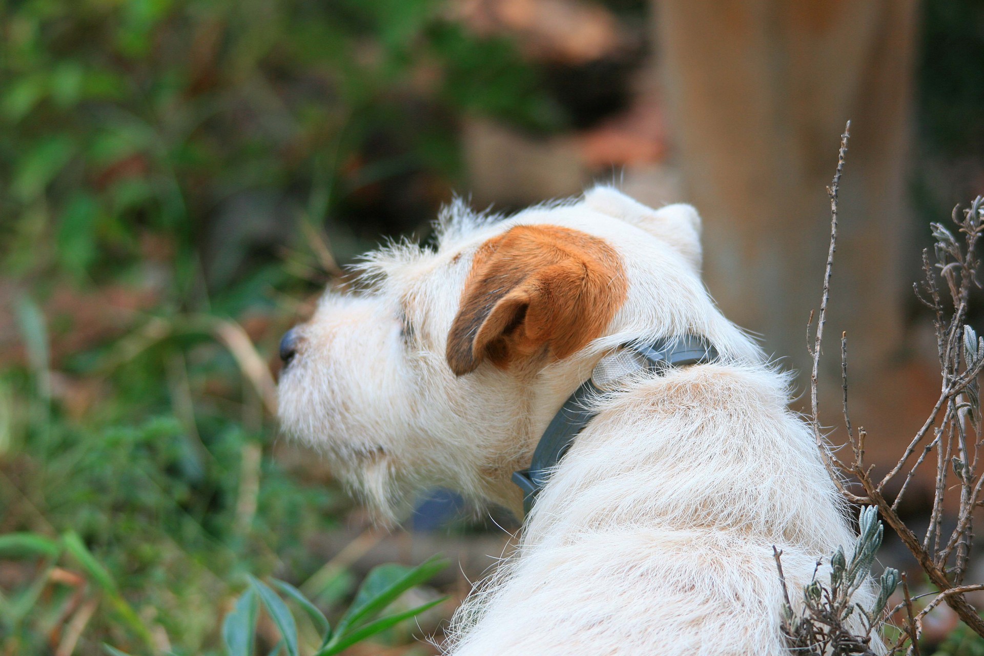 dog white terrier free photo