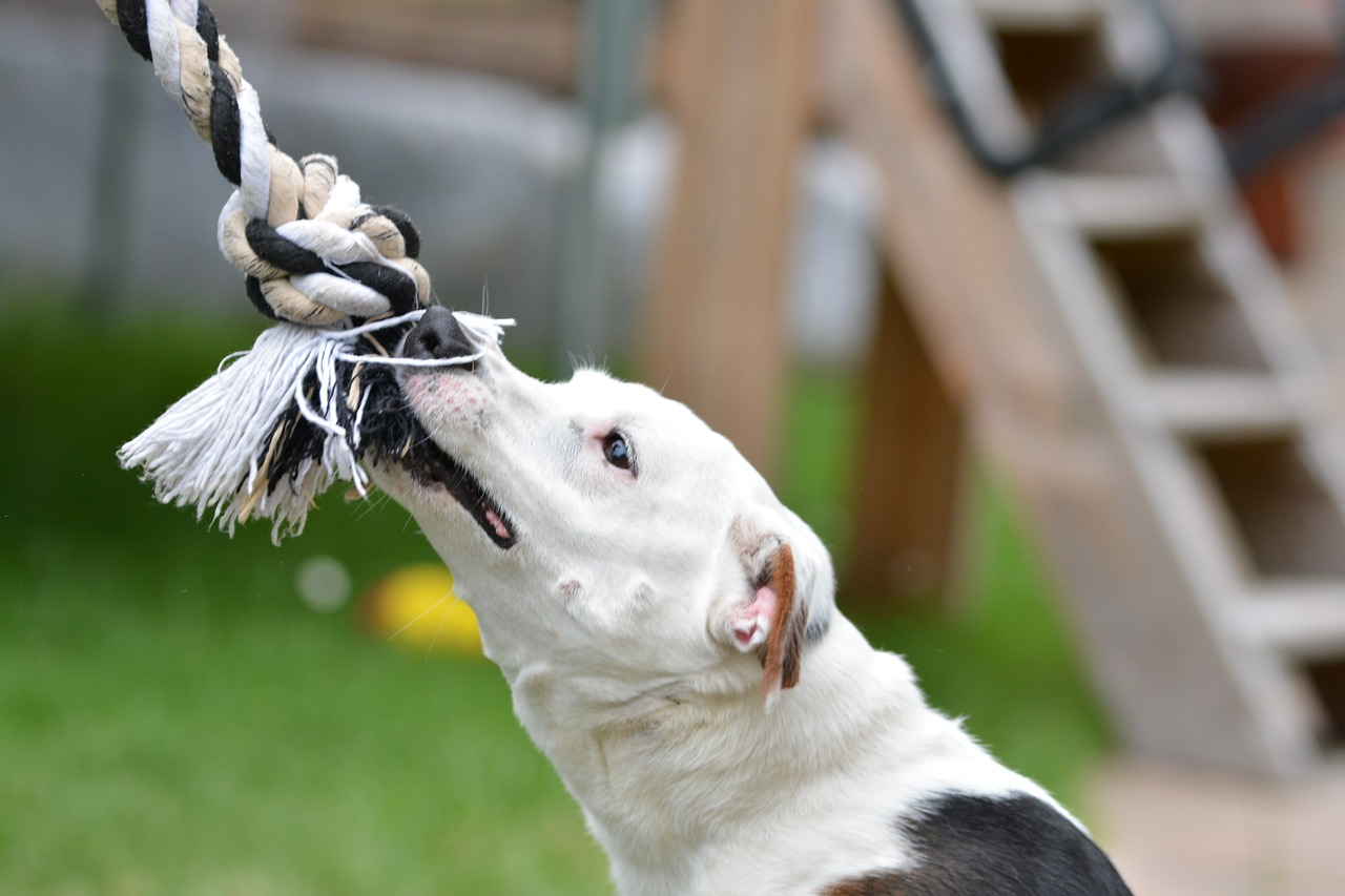 jack russell dog terrier free photo