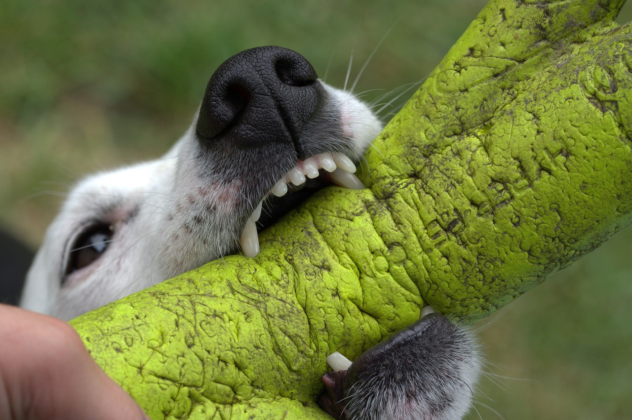 jack russell dog terrier free photo