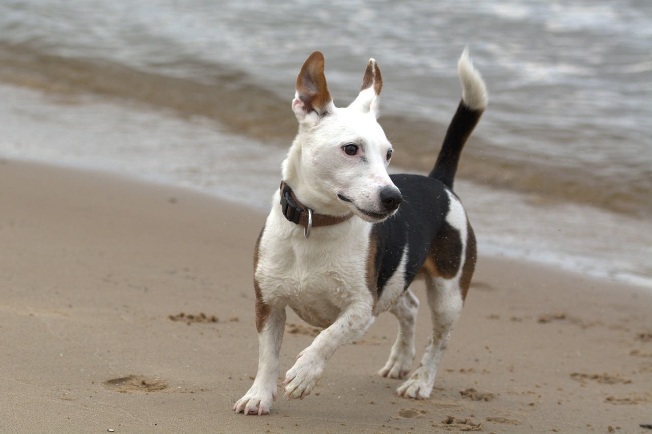 jack russell play romp free photo