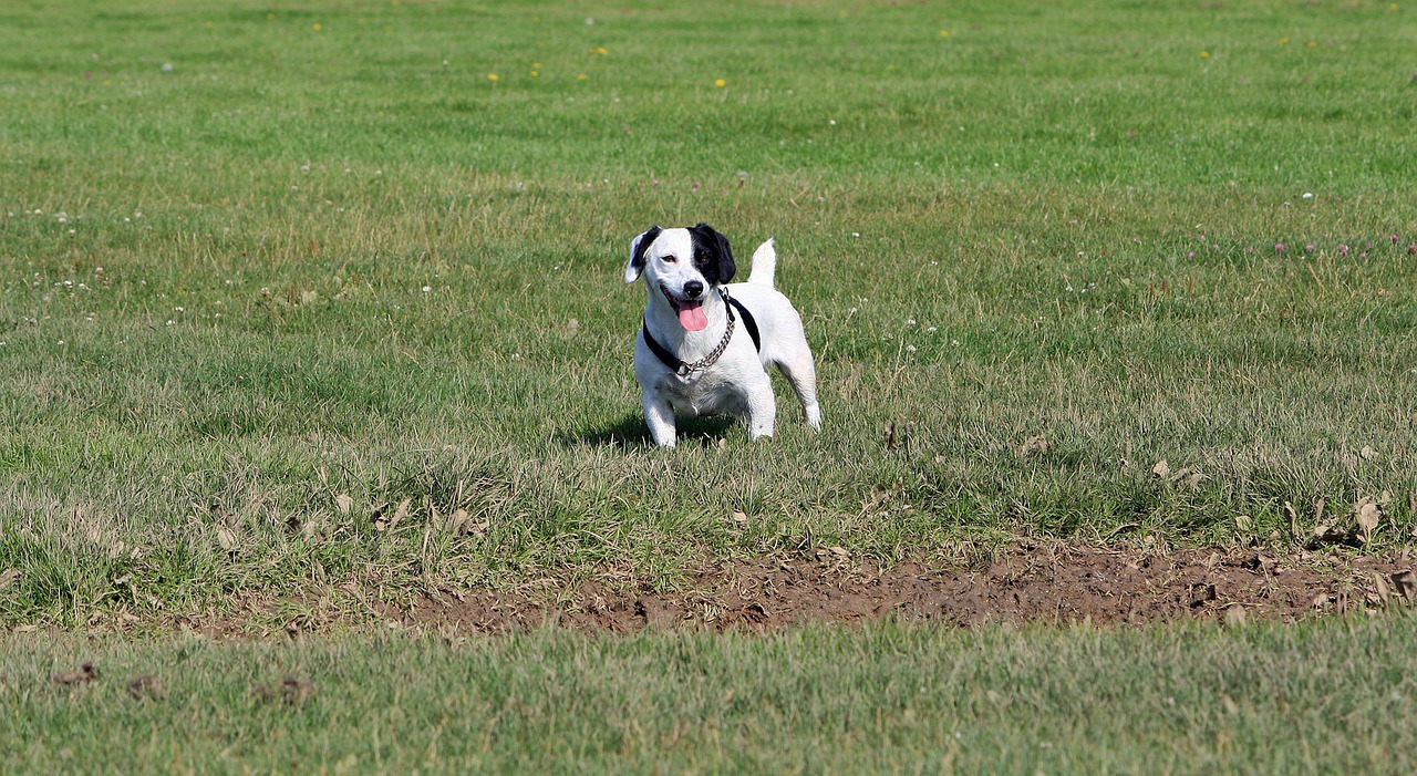 jack russell jack russell terrier terrier free photo