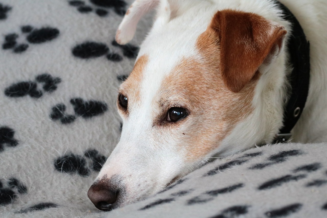 jack russell dog terrier free photo