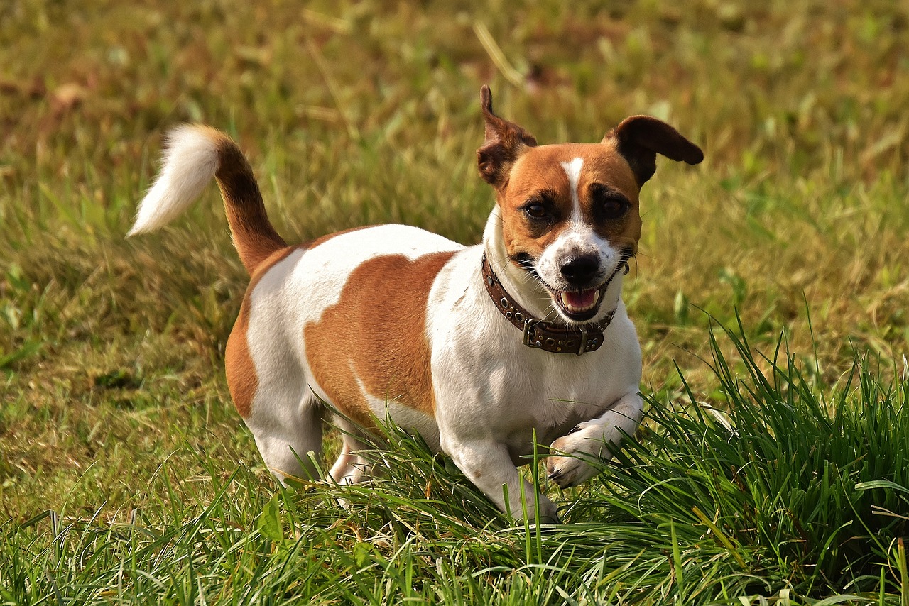 jack russell terrier play free photo