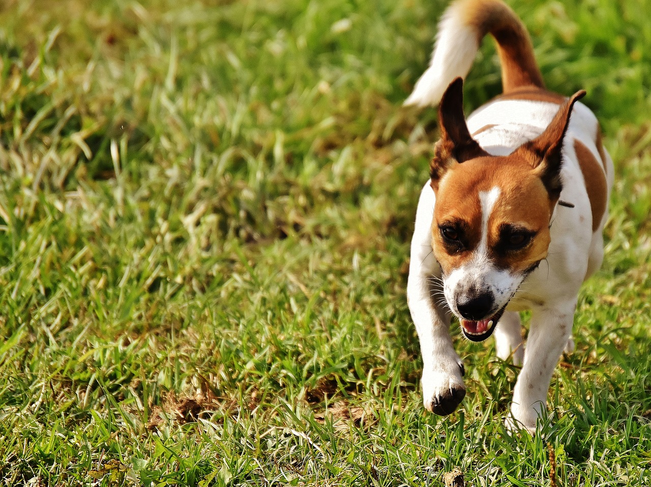 jack russell terrier play free photo