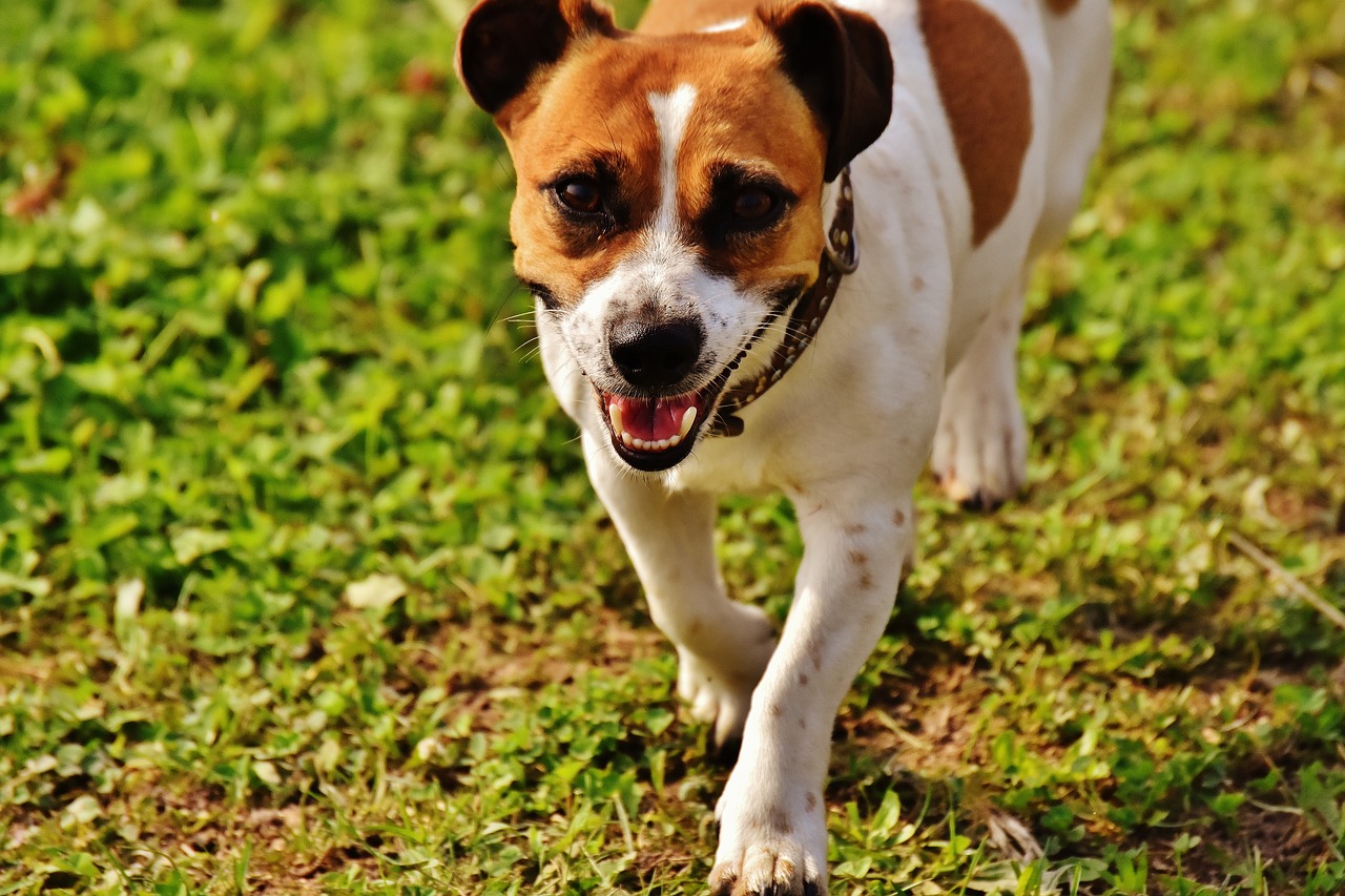 jack russell terrier play free photo