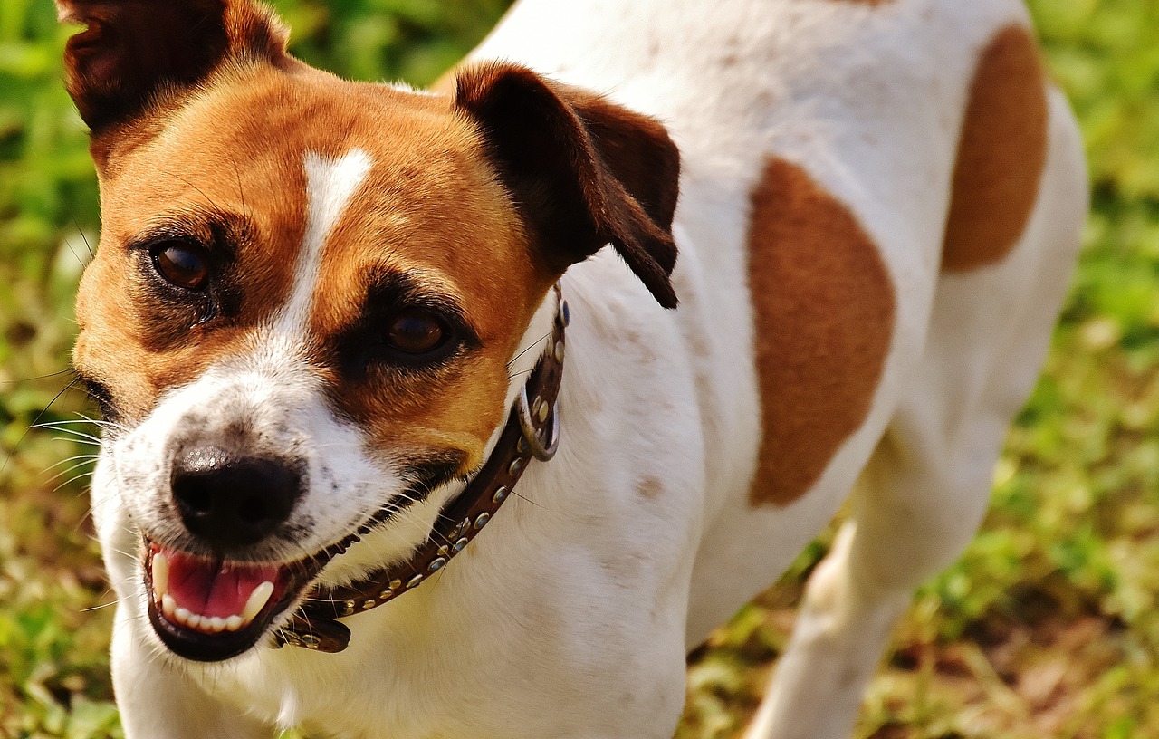 jack russell terrier play free photo