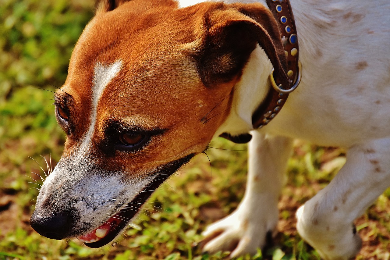 jack russell terrier play free photo