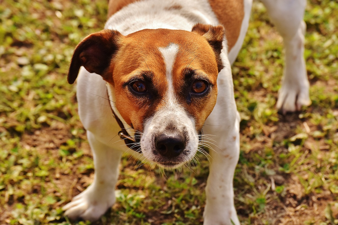 jack russell terrier play free photo