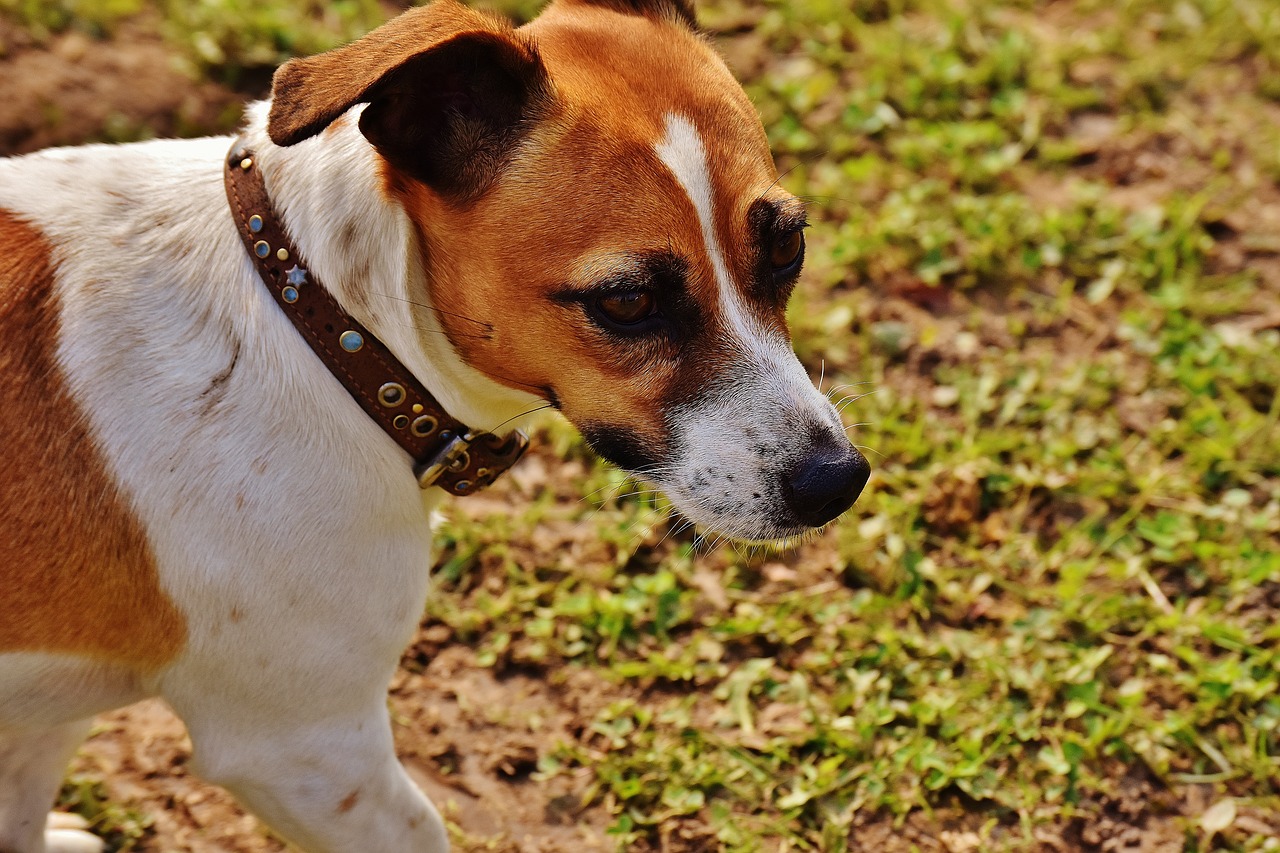 jack russell terrier play free photo