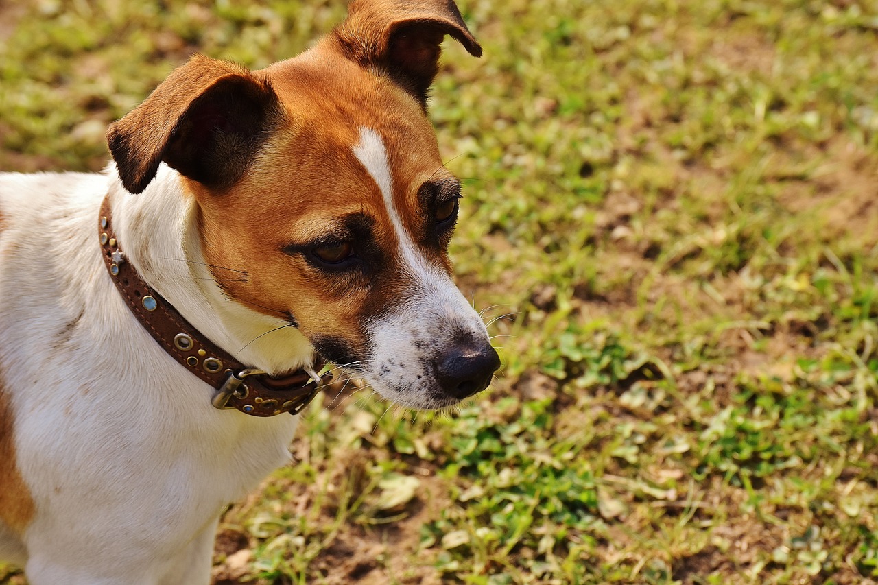 jack russell terrier play free photo